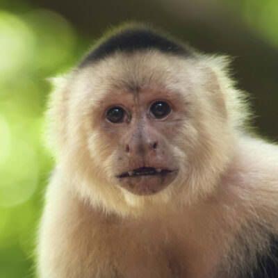 Capuchin Monkey | Rainforest Alliance