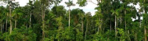 Effects of Deforestation on the Amazon - Amazon Aid