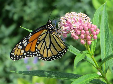 Milkweed: Mother's milk for monarch butterflies, but yield-robbing weed for farmers | Genetic ...