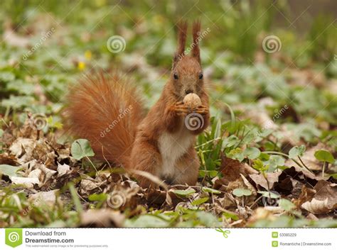 Squirrel eating walnut stock image. Image of nature, park - 53385229