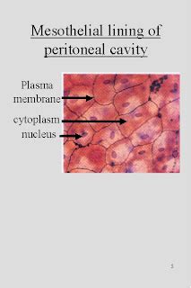 Mesothelioma: What is the mesothelium