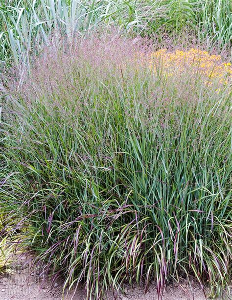 Panicum virgatum 'Shenandoah' - The Beth Chatto Gardens