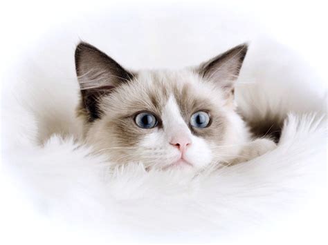 Cute White Cat Full Wallpapers HD / Desktop and Mobile Backgrounds