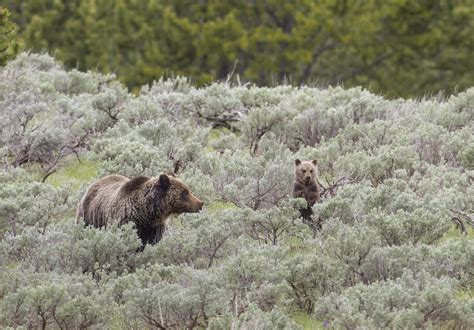 Grizzly Bear Encounters In Southern Montana Increase From Recent Years ...