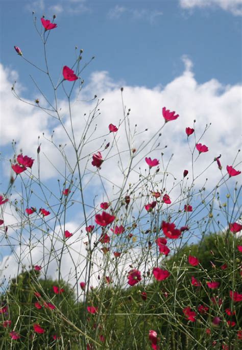 Callirhoe digitata - Fringed Poppy Mallow