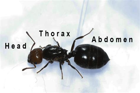 Ant Anatomy: How Are Ants Built? (Body Composition)