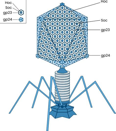 Bacteriophage T4 Structure