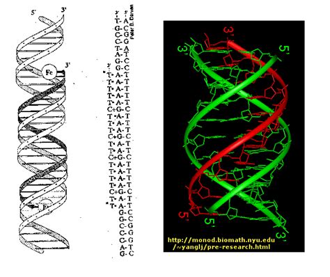 E5. DNA Binding Drugs - Biology LibreTexts