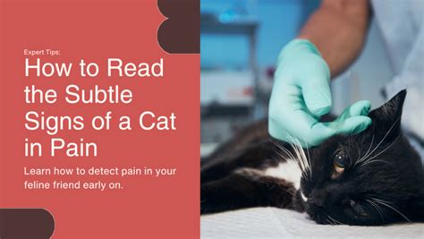 Identifying Cat Pain: How to Decode Your Feline's Silent Language of ...