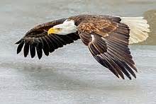 Bald eagle - Wikipedia