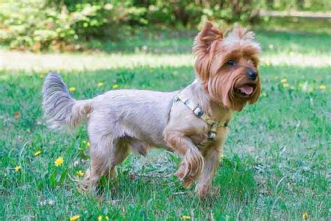 Yorkie Growth Chart: Weight, Height, Developmental Stages & More ...