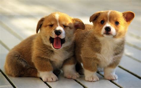 Pembroke Welsh Corgi - Puppies, Rescue, Pictures, Information, Temperament, Characteristics ...