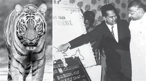 Project Tiger completes 47 years: A thumps up for Big Cat conservation - Star of Mysore