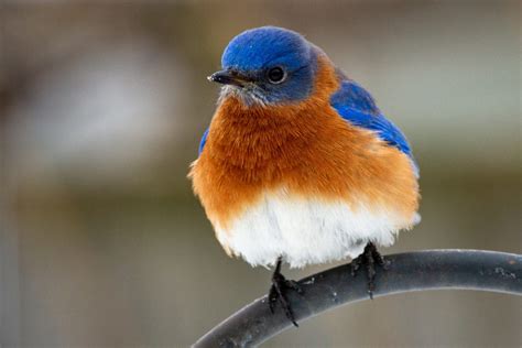 Birds of Ohio: Top 40 Species Found in Your Backyard