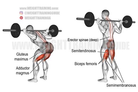Barbell bent-knee good morning exercise instructions and video in 2021 | Good back workouts ...