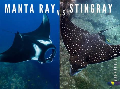 Difference Between Manta Ray And Stingray - SciQuest