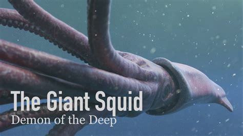 Giant Squid Pictures | Bruin Blog