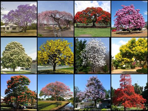 Oline Petrussen: Beautiful Flowering Trees Pics - Check spelling or ...