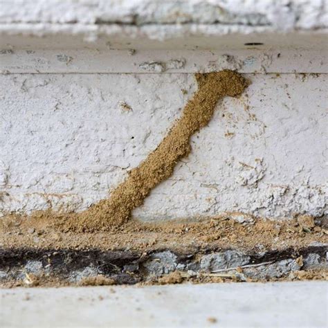 50 Super Dangerous Signs That Could Kill a Home Buy | Termite inspection, Termite control, Termites