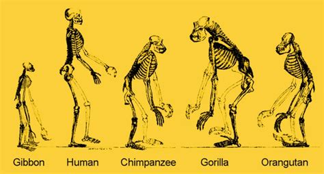 Re-thinking evolution: If we ‘evolved from apes’, why do they still exist? - Genetic Literacy ...