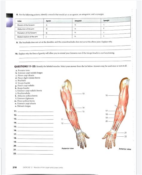 Agonist And Antagonist Muscles Shoulder Abduction - cloudshareinfo