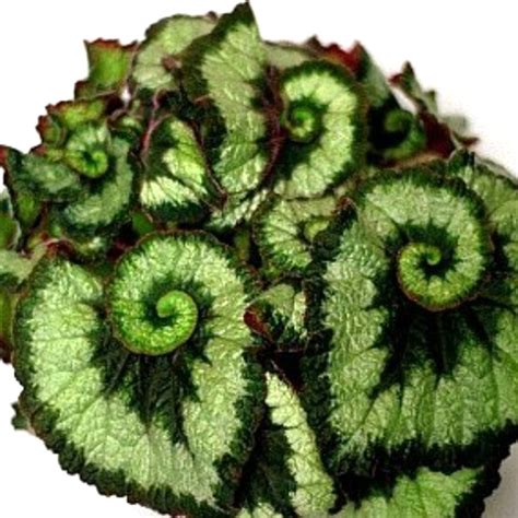 Green Coleus Flower Seeds — USA Garden Center