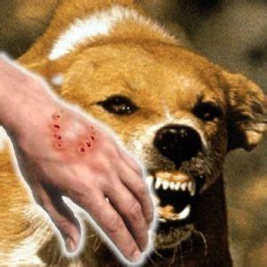 13 Cara Mengobati Anjing Rabies - Paling Lengkap - ArenaHewan.com