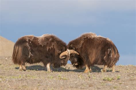 Alaska Magazine | The Shaggy Saga of Alaska’s Muskox