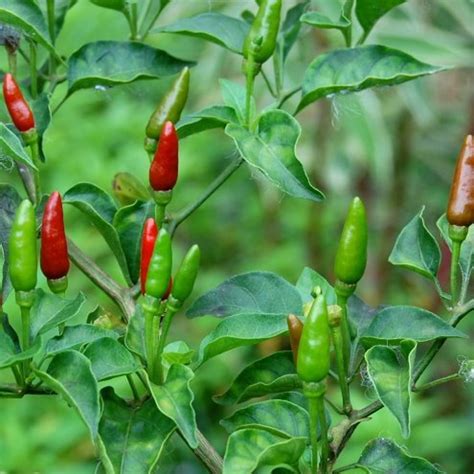 Hot Pepper Seeds African Bird Eye Chilli Hot Thai Pepper - Etsy