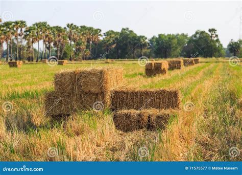 Rice straw bale stock image. Image of farm, paddy, nature - 71575577