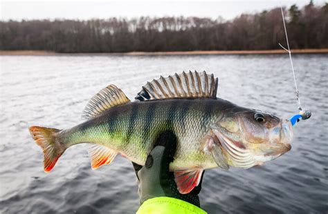 TOP 7 Best Perch Fishing Lures 2024 - Feed the Ferocious!