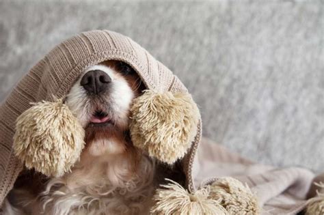 9 Ways To Calm Your Dogs During Thunderstorms