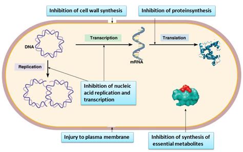 Antibacterial Drugs — From Basic Concepts to Complex Therapeutic Mechanisms of Polymer Systems ...