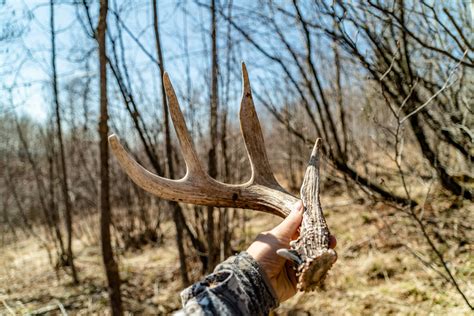 10 Shed Hunting Tips | WhitetailDNA