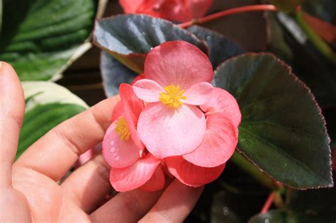 Megawatt Begonia, Biggest of the Big - Gardening in the Shade