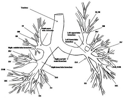 Scheme and nomenclature of the human bronchial tree. Right: Main ...