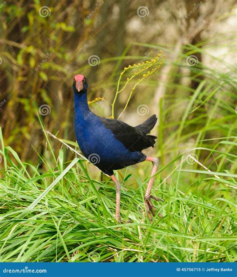 Pukeko stock image. Image of aves, wildlife, native, beak - 45756715