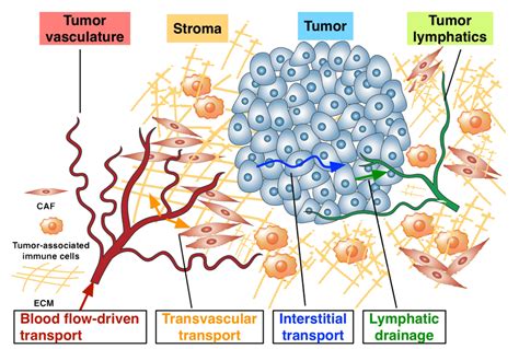 New direction urged to improve cancer nanotechnology - News - Purdue University