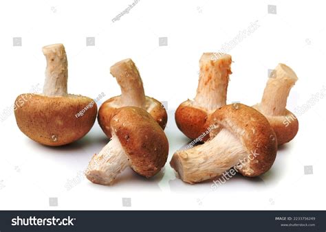 Mushroom Isolated On White Background Stock Photo 2233756249 | Shutterstock