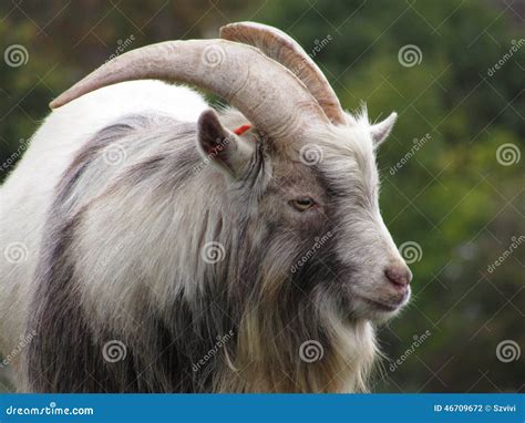 Pygmy goat stock photo. Image of goat, color, animal - 46709672