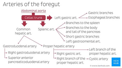 Celiac Artery Trunk Anatomy Arterial Branches 1) GrepMed, 49% OFF