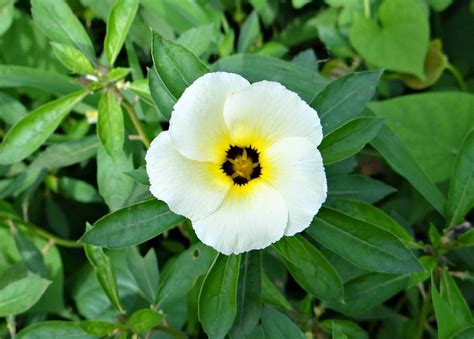 White Alder Politician'S Flower · Free photo on Pixabay