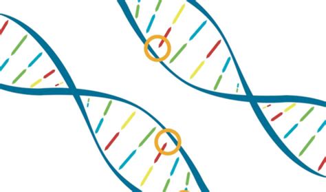 Approach studies how rare gene variant pairs contribute to disease | Broad Institute