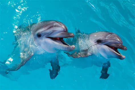 A Group of Cute Smart Dolphins Eating Fish in the Ocean Stock Photo ...