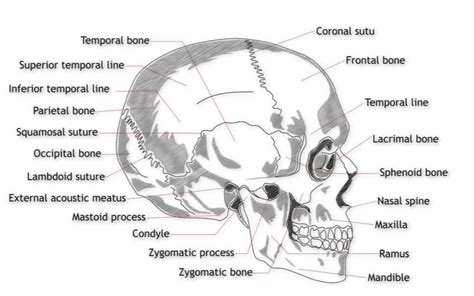 Mastoid Process - The Definitive Guide | Biology Dictionary