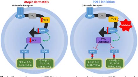 Figure 1 from Phosphodiesterase 4 inhibitors | Semantic Scholar