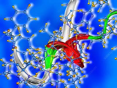 Obesity hormone peptide YY - Stock Image - A619/0095 - Science Photo ...