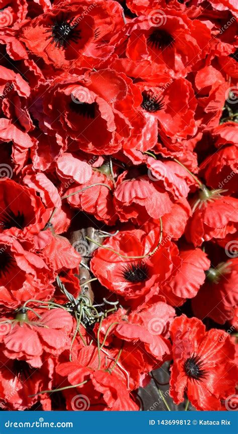 Red Poppy Has Become a Symbol of War Remembrance Stock Photo - Image of history, died: 143699812