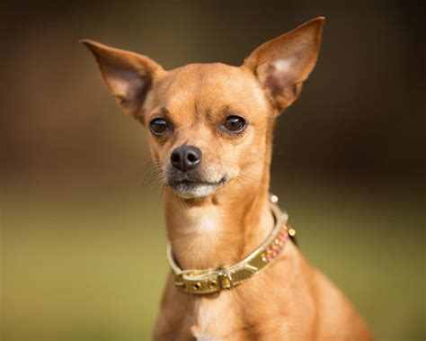 Pinscher - Raças de Cães Pequenos - Cão Nosso - Pet Sitting