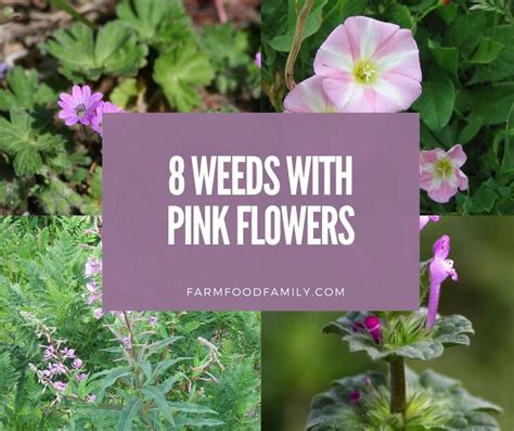 8 Beautiful and Invasive Weeds with Pink Flowers (With Pictures)